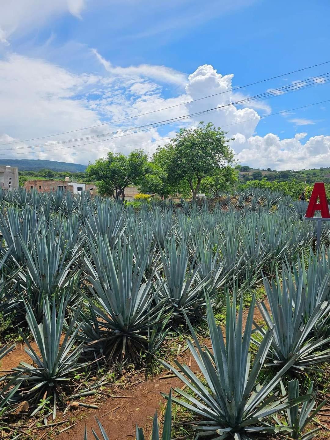 Hotel "El Origen" Tequila Ngoại thất bức ảnh